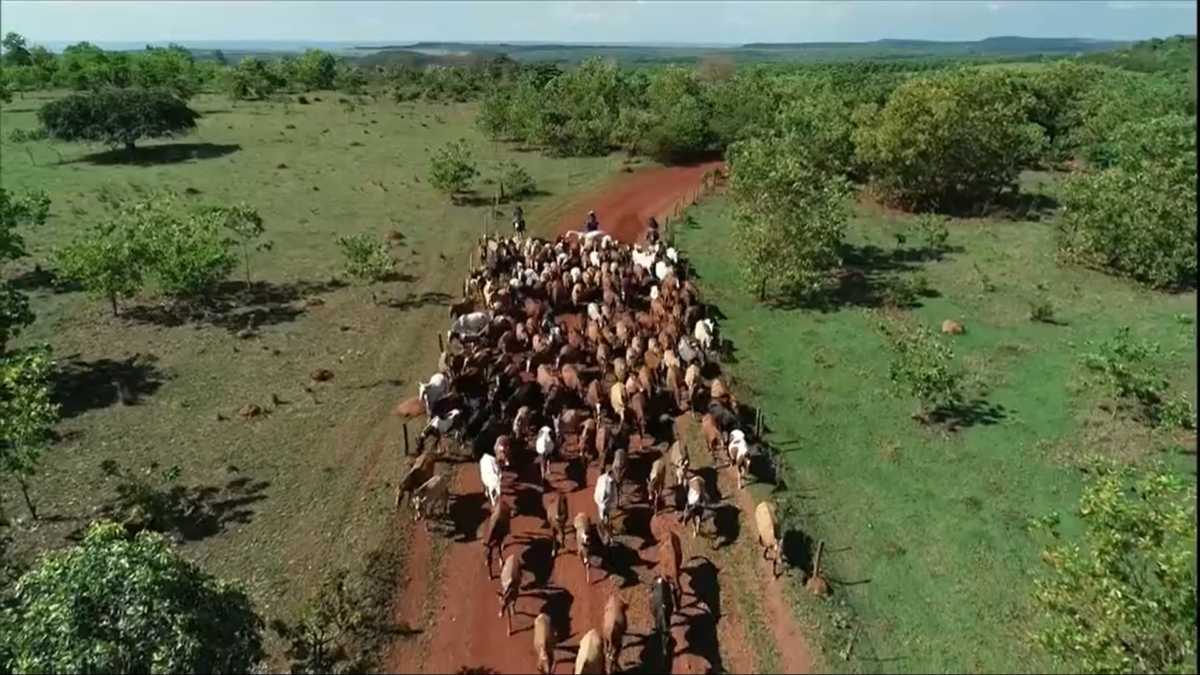 Imagem de gados no inicio do Globo Rural 