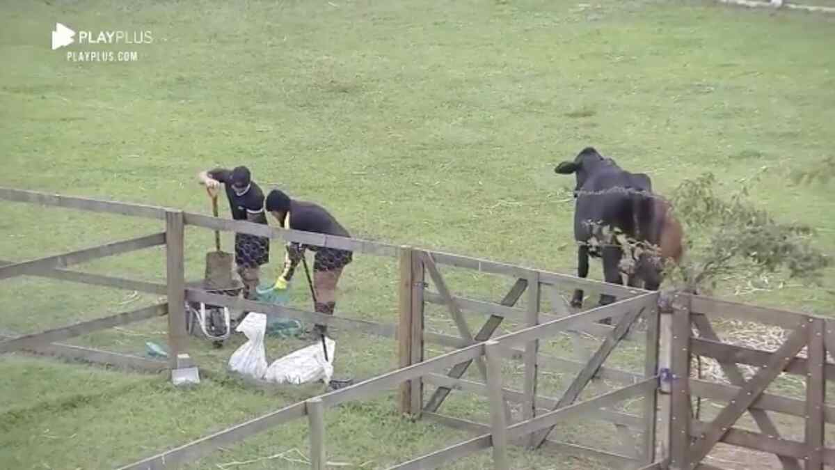 Tays Reis e Biel fazem trato da vaca sem muito assunto em "A Fazenda 12"