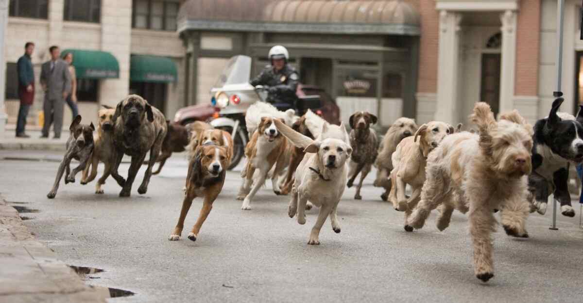 Cena do filme Um Hotel Bom Pra Cachorro, exibido pelo SBT na Tela de Sucessos