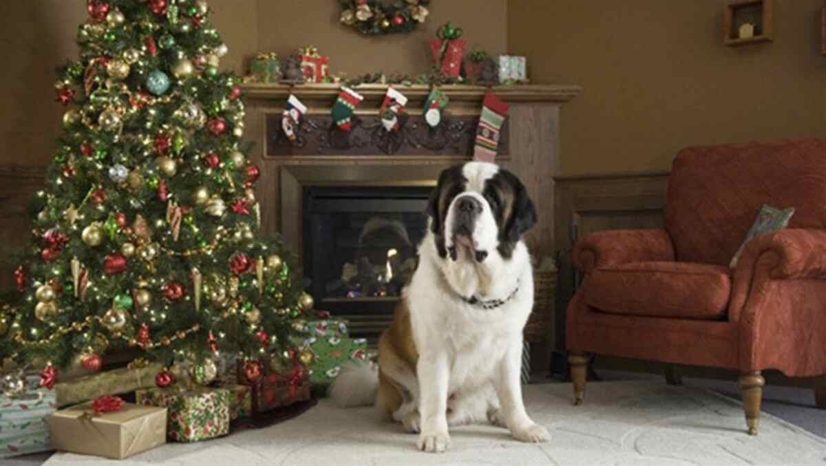 Cena do filme Beethoven e sua Aventura de Natal, exibido pelo SBT na Tela de Sucessos