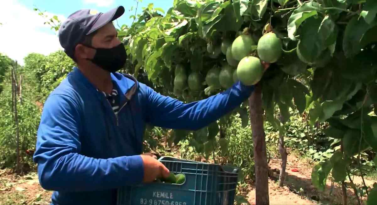 Homem colhe fruta na Paraíba, em um dos destaques do Globo Rural.