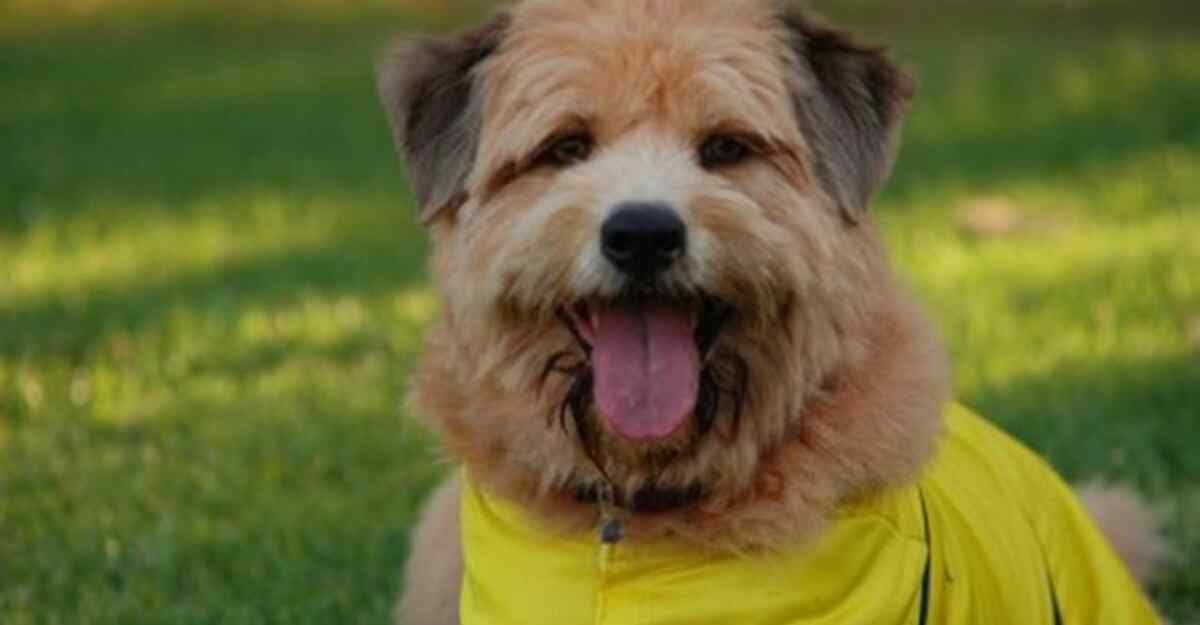 Cena do filme Um Craque Animal 2, exibido pelo SBT na Tela de Sucessos