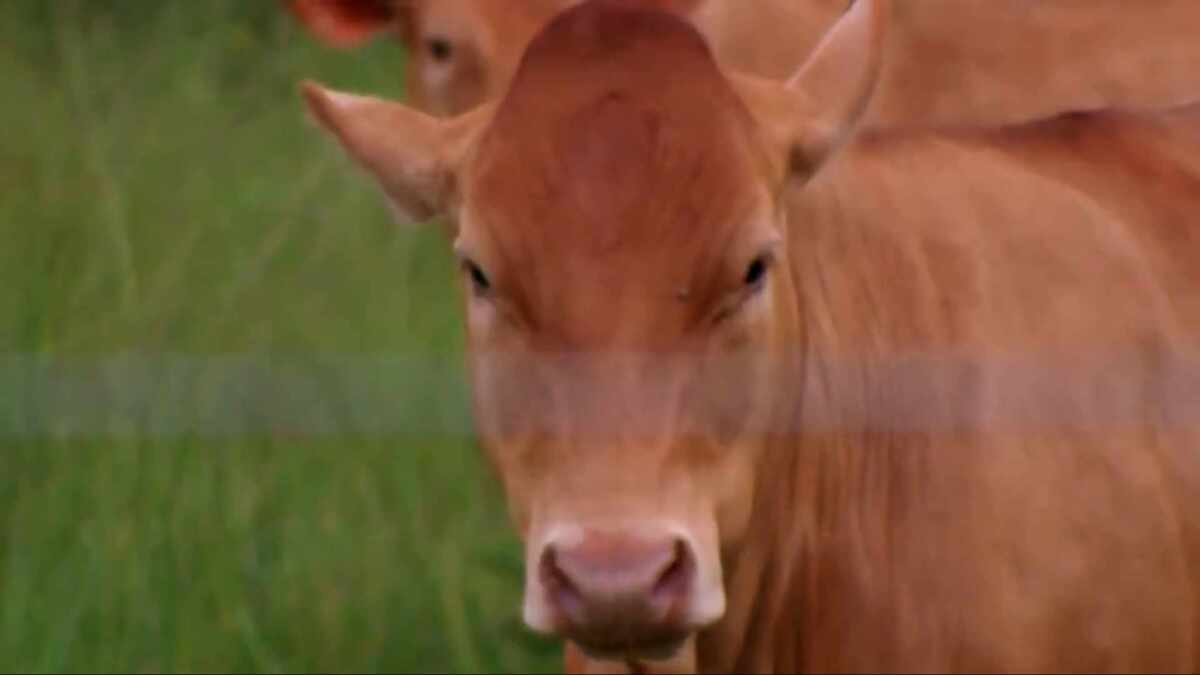 Globo Rural mostra como prevenir acidentes com o Gado em época de chuvas e raios