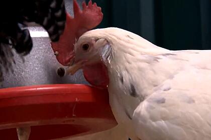 Galinha comendo ração em reportagem do Globo Rural