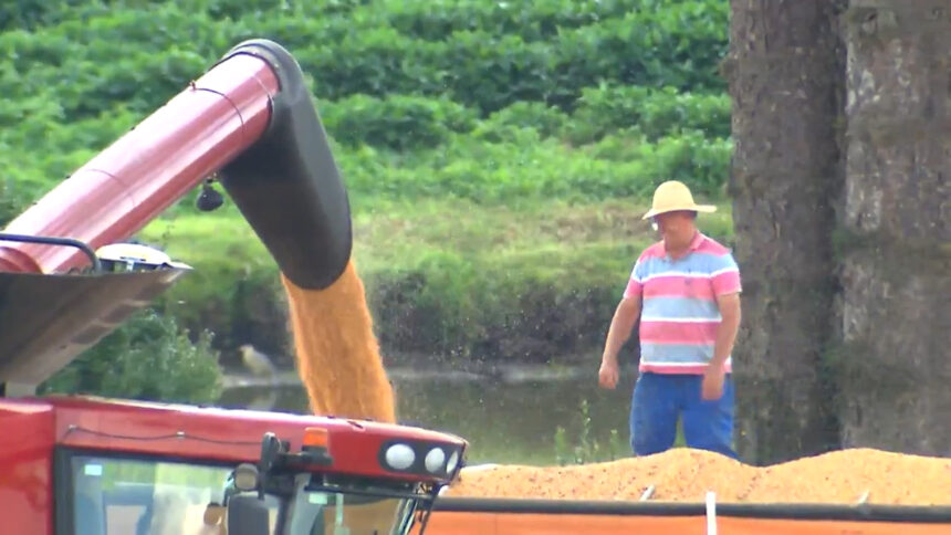 Agricultor colhe grãos com uma máquina em reportagem do Globo Rural do domingo, 29 de maio