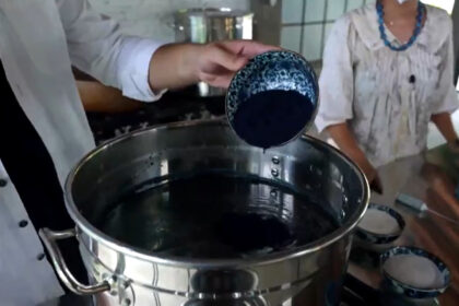 Cultivo de índigo japonês em reportagem do Globo Rural