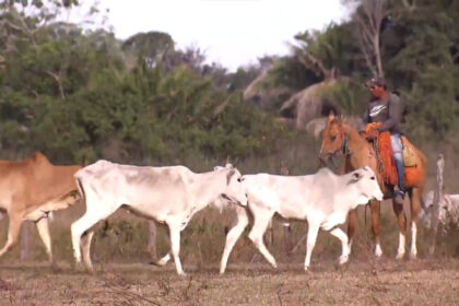 Gado é guiado por peão em Fazenda durante reportagem do Globo Rural de domingo, 24 de julho de 2022