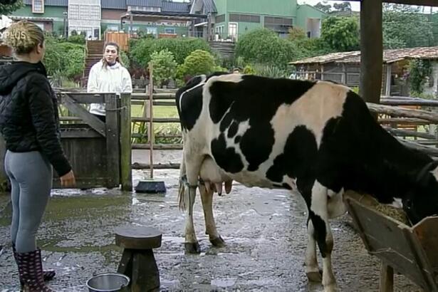 Bárbara próximo a vaca de frente para pétala.
