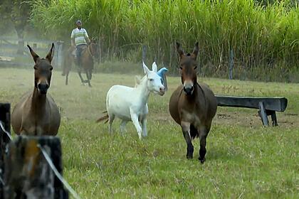 Égua e jumento no Globo Rural de domingo 14/05/2023