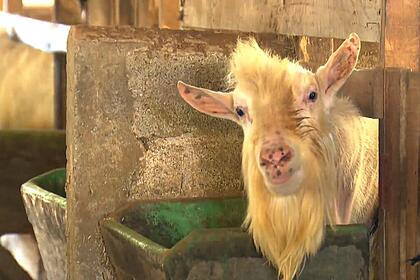 Bode em reportagem do Globo Rural
