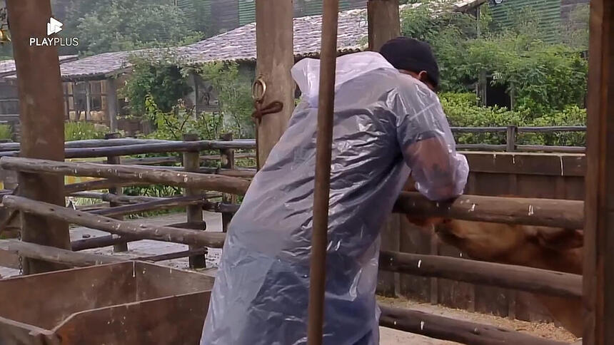Black colocando uma peruca no bezerro de a fazenda