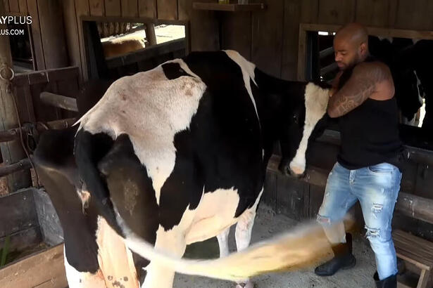 Black durante o trato da vaca em A Fazenda