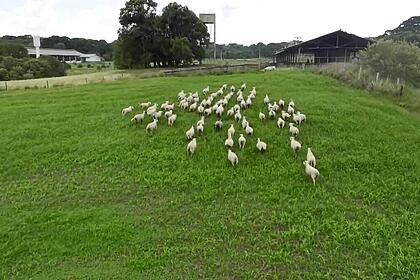 Ovelhas correndo em reportagem do Globo Rural