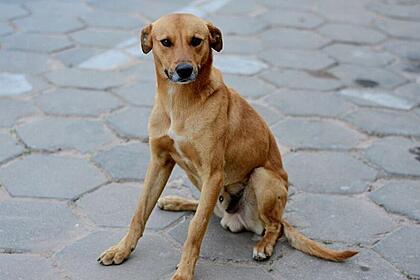 Cachorro vira-lata, conhecido como Caramelo, sentado em uma calçada