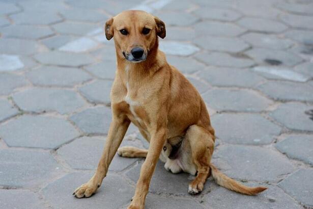 Cachorro vira-lata, conhecido como Caramelo, sentado em uma calçada