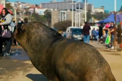 Trecho do Globo Repórter sobre mamíferos