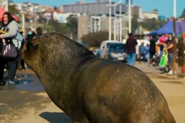 Trecho do Globo Repórter sobre mamíferos
