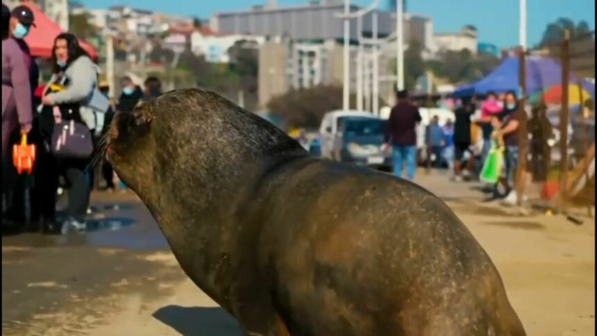 Trecho do Globo Repórter sobre mamíferos