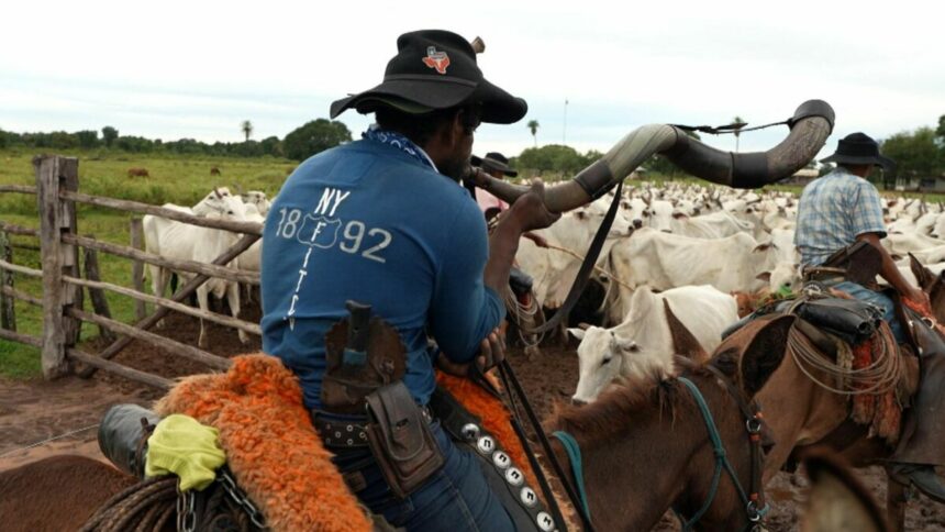 Trecho do Profissão Repórter com as comitivas pantaneiras