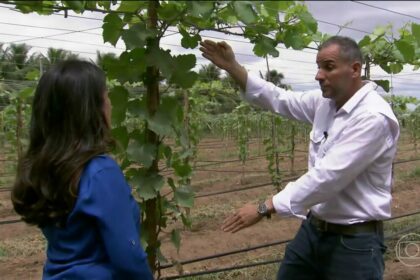 Repórter do Globo Rural olha para um homem que está explicando como cultivar uva em um campo