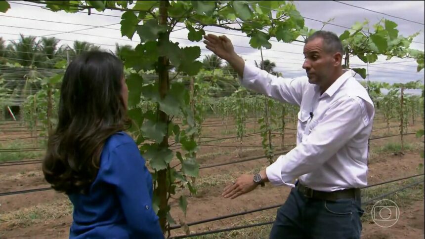 Repórter do Globo Rural olha para um homem que está explicando como cultivar uva em um campo