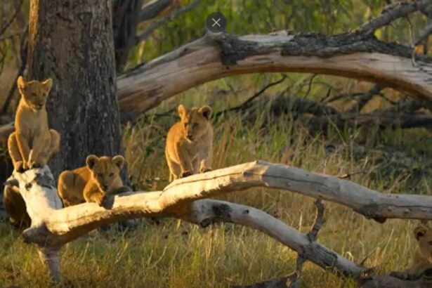 Leoas com seus filhotes em trecho do Globo Repórter sobre Delta do Okavango