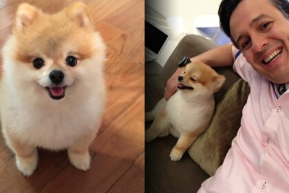 Cachorrinho Paçoca sentado no chão do cenário do Hoje em Dia e depois no sofá do programa ao lado de Celso Zucatelli