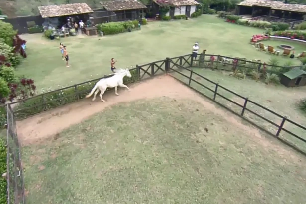 Cavalo branco Apolo corre no cercado de A Fazenda 17 ao lado de Mesquita