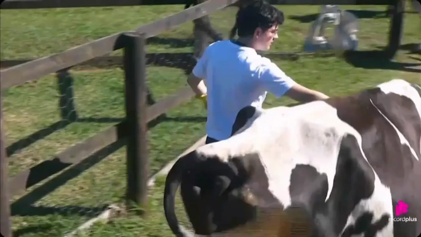 Dud caminha ao lado da vaca Tonica enquanto Matheus e Saory discutem em A Fazenda 17