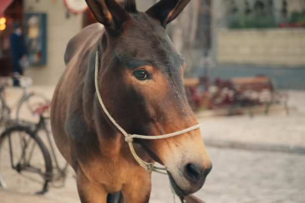 Burro Policarpo caminha na rua em cena de Êta Mundo Melhor