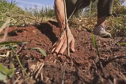 Mão de um agricultor na terra em trecho do Globo Repórter sobre o poder da semente