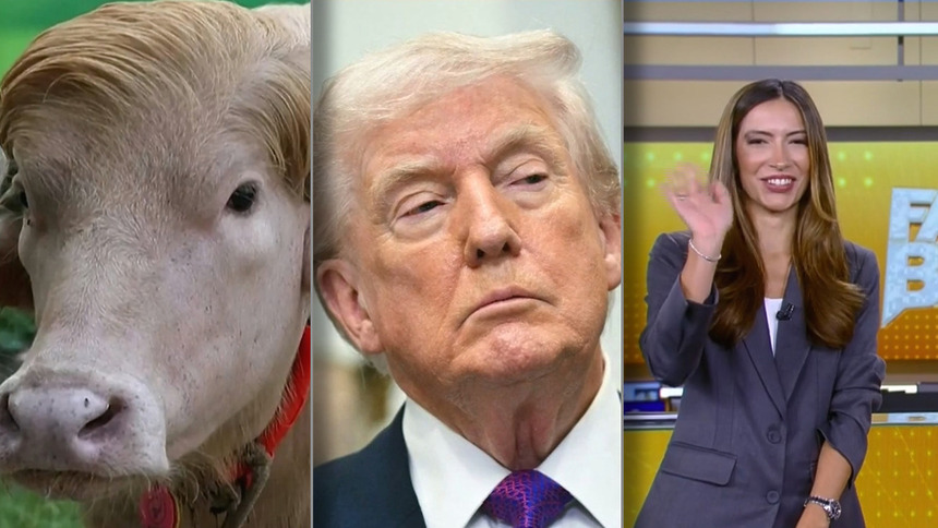 Montagem do Bufalo Trump divide tela com Donald Trump e apresentadora Paloma Poeta dando tchau e caindo na risada