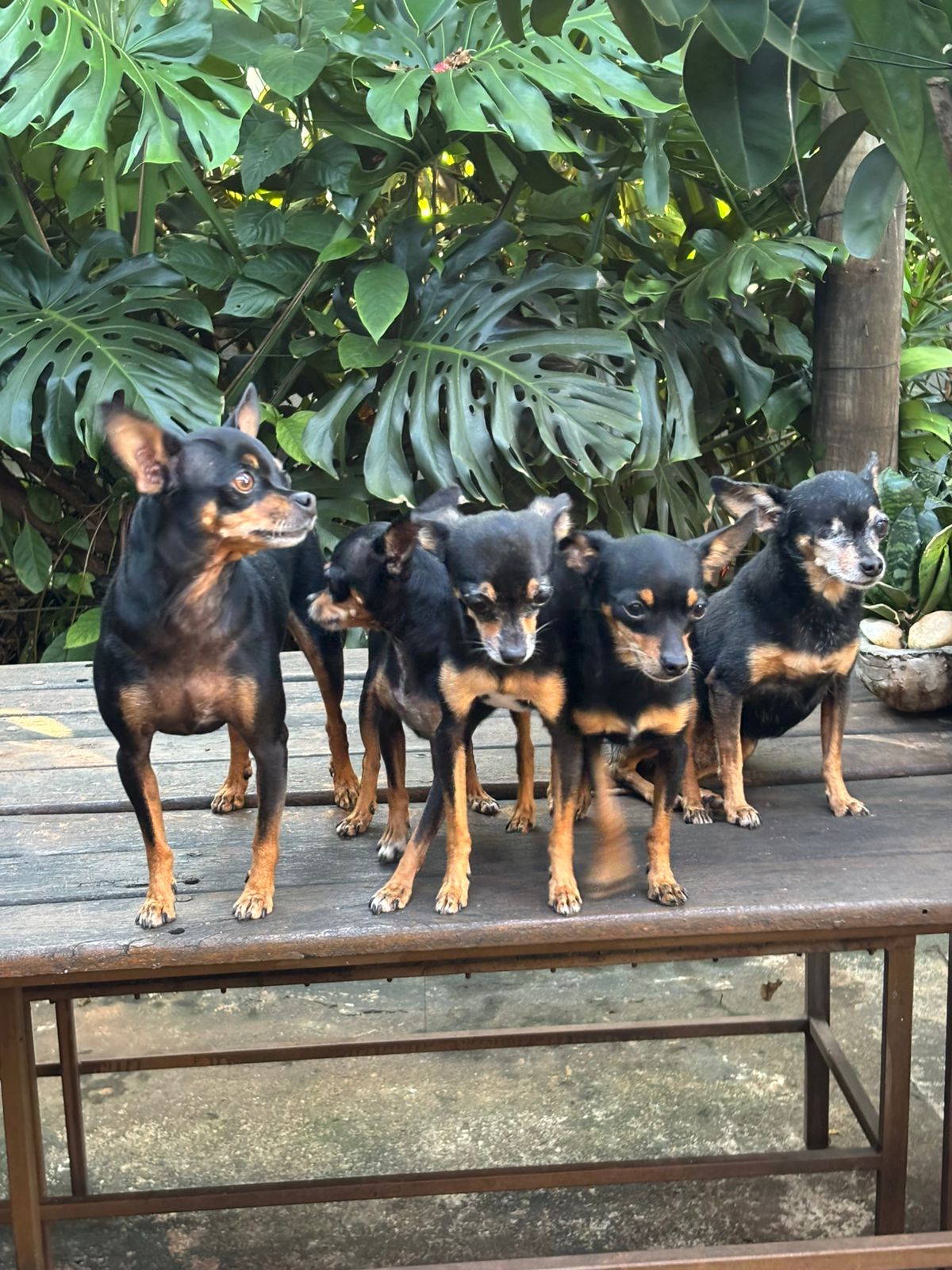 Os cinco pinscher de dona Darci em cima de uma mesa de madeira