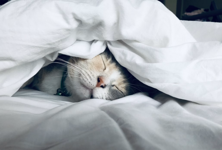 Gato de estimação dorme por debaixo de lençóis em uma cama sinalizando equilíbrio entre a mente o corpo